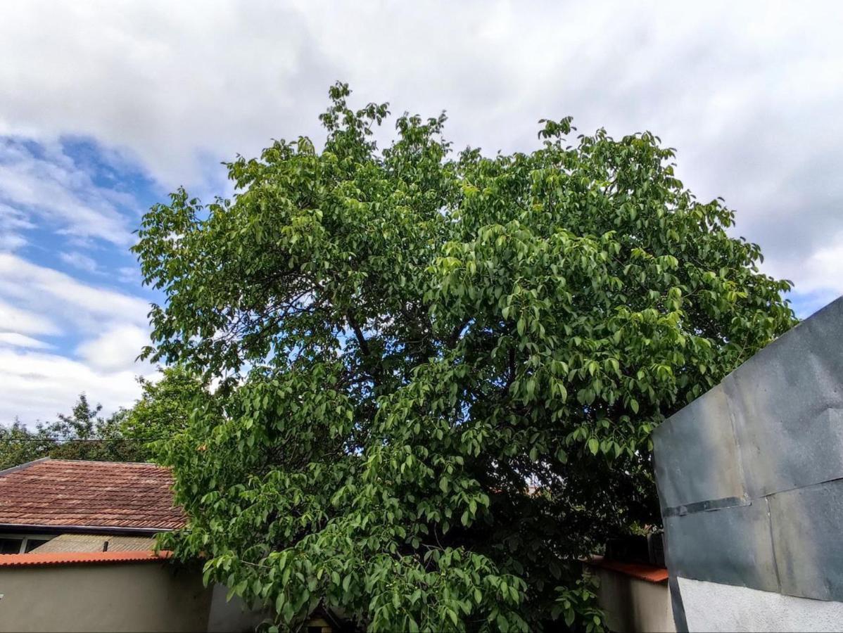 Limon Studios Brassó Kültér fotó